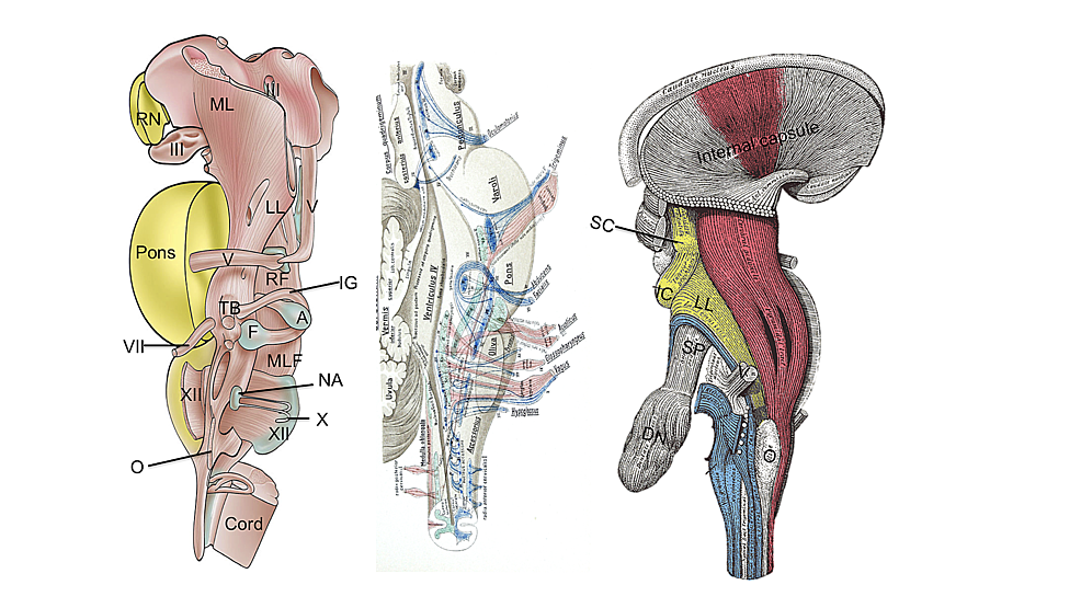 Three-examples-of-deeper-neural-structures-within-the-brainstem.-