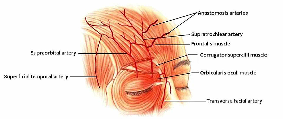 Supratrochlear-artery-and-topographic-anatomy