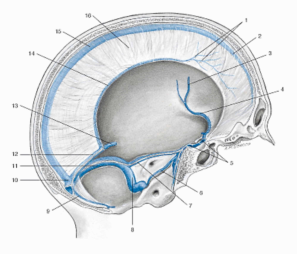 Representation-of-the-venous-sinuses-of-the-dura-mater-in-a-sagittal-section-of-the-skull-(liquid-fascia)