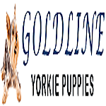 Flawless Goldendoodle