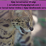 Serval kattunger  Til Salgs